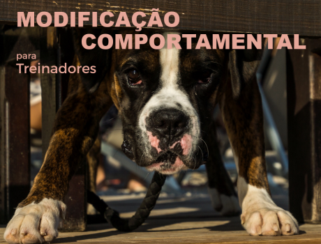 ModificComportamental2