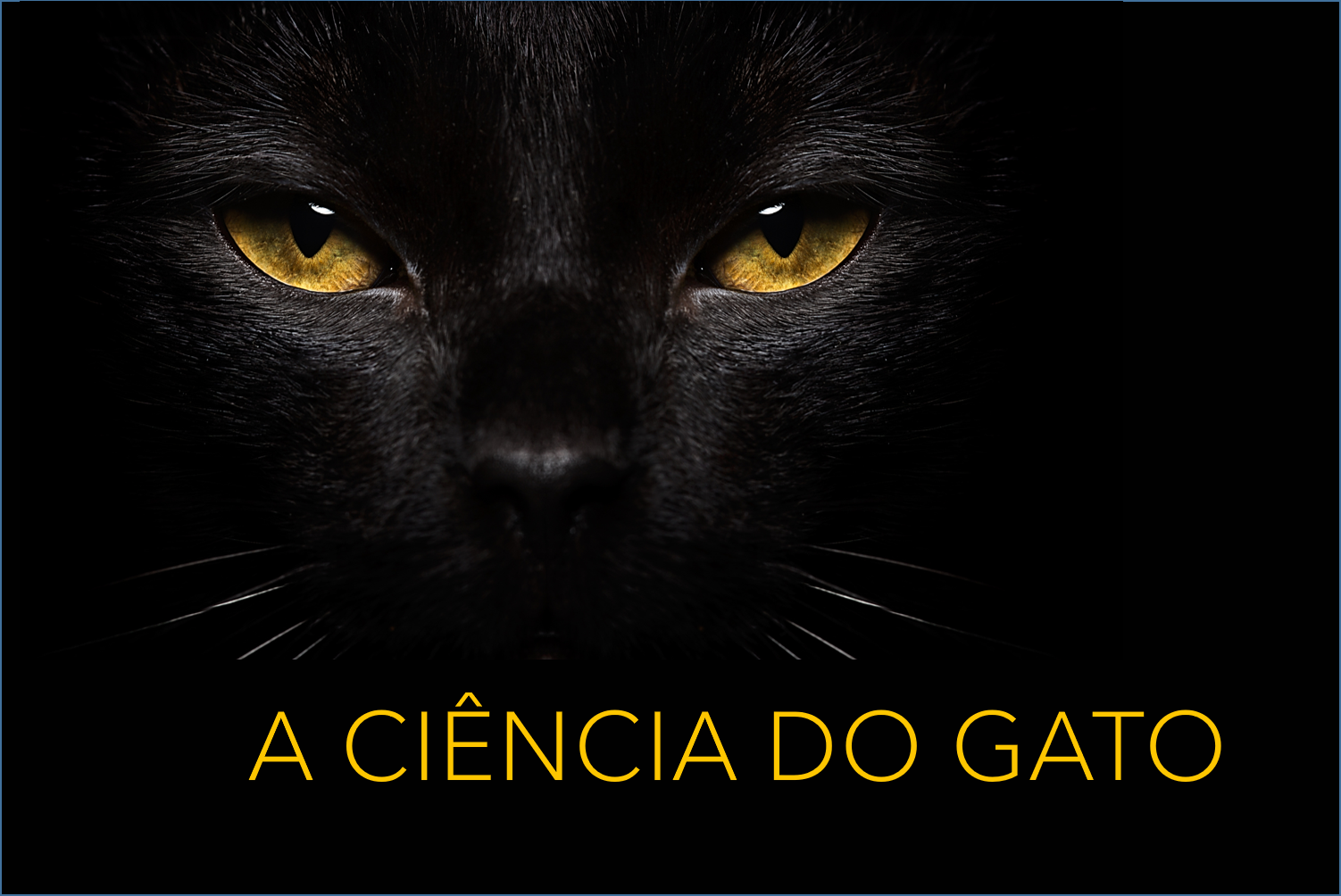 gato-preto-website-3