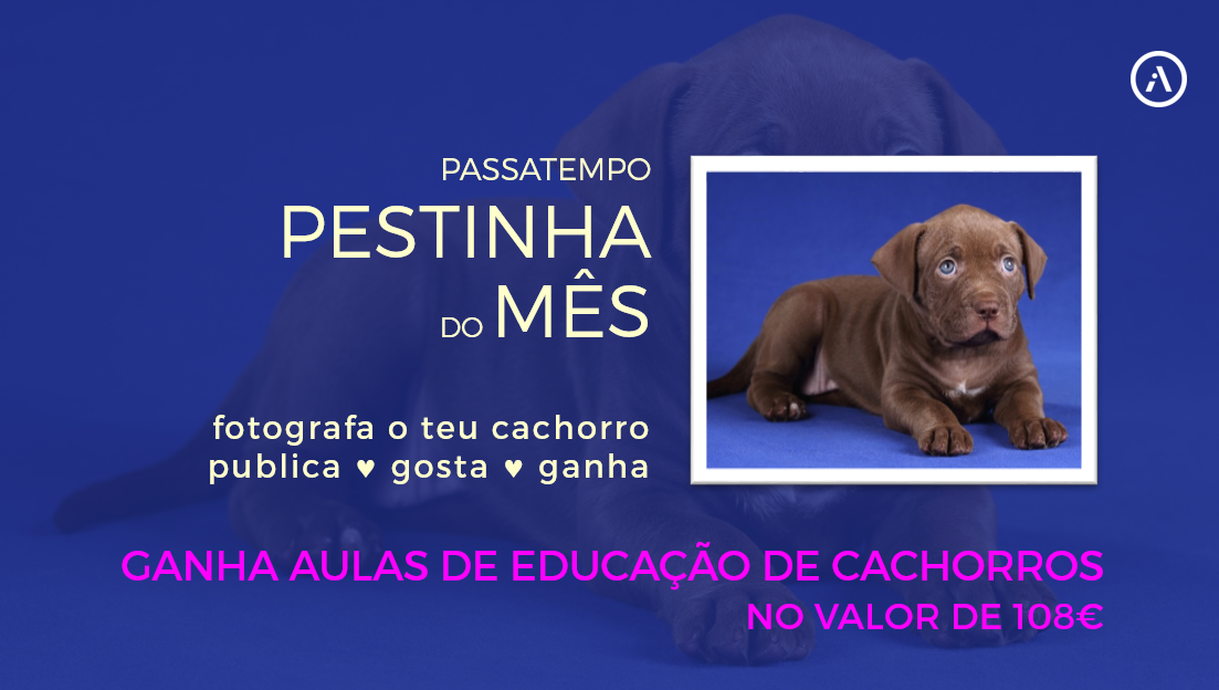 Pestinha-header5